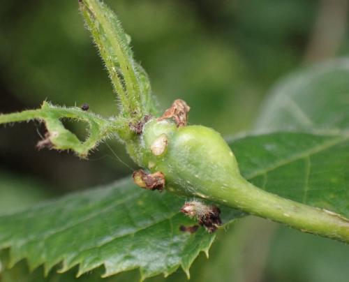 Réf. 292 825 : Contarinia tiliarum